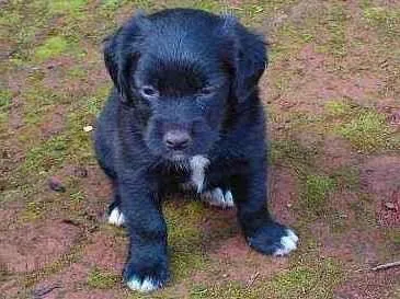 Cachorro ra a Mestiço idade 2 a 6 meses nome Sem nome