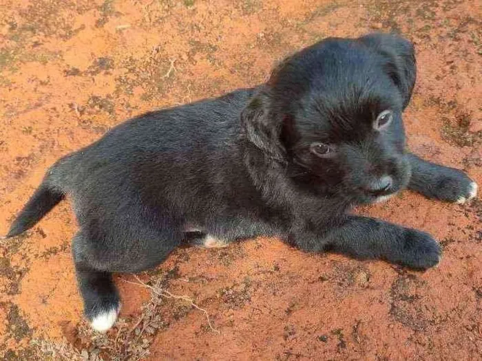 Cachorro ra a Mestiço idade 2 a 6 meses nome Sem nome
