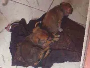 Cachorro raça Vira-lata idade Abaixo de 2 meses nome Indefinido