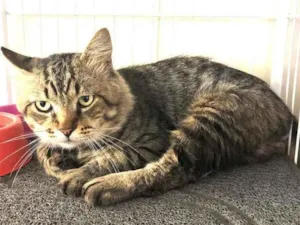 Gato raça Srd idade 3 anos nome Tigrão 