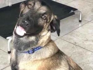 Cachorro raça Srd idade 1 ano nome Scooby 