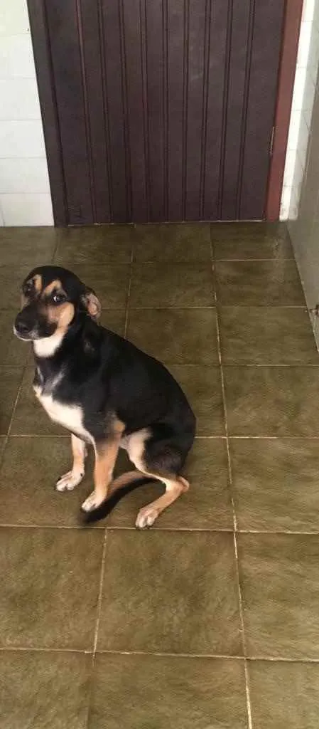 Cachorro ra a vira lata idade 1 ano nome Lola