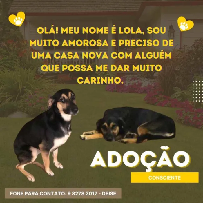 Cachorro ra a vira lata idade 1 ano nome Lola