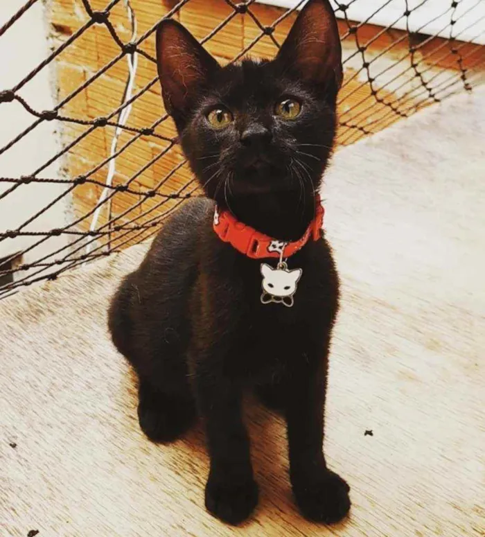 Gato ra a SRD idade 2 a 6 meses nome ...