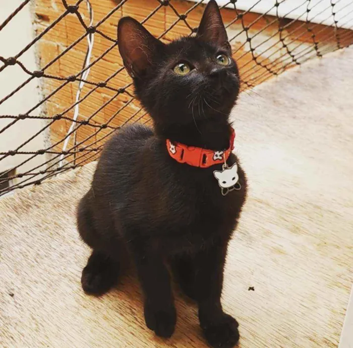 Gato ra a SRD idade 2 a 6 meses nome ...