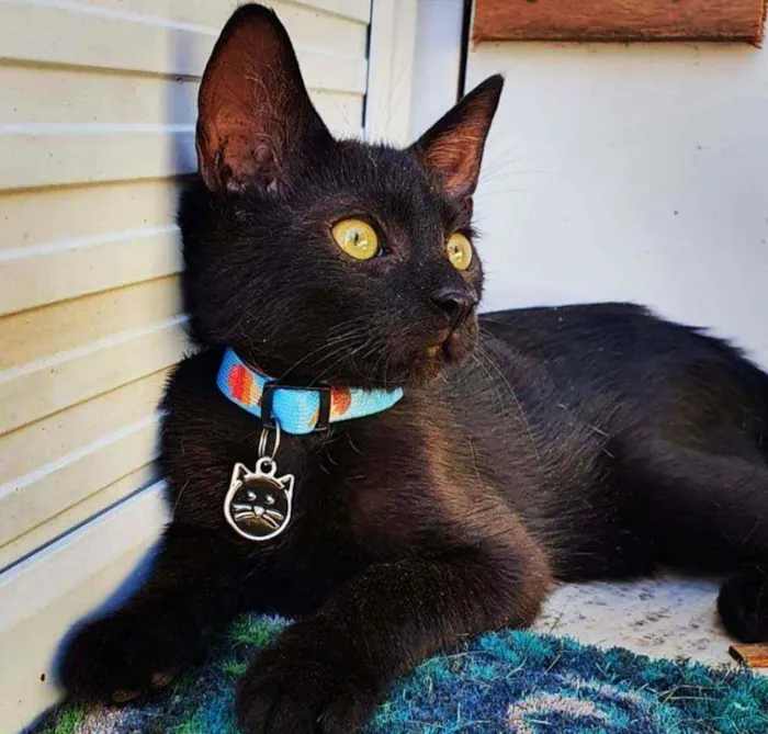 Gato ra a SRD idade 2 a 6 meses nome ...