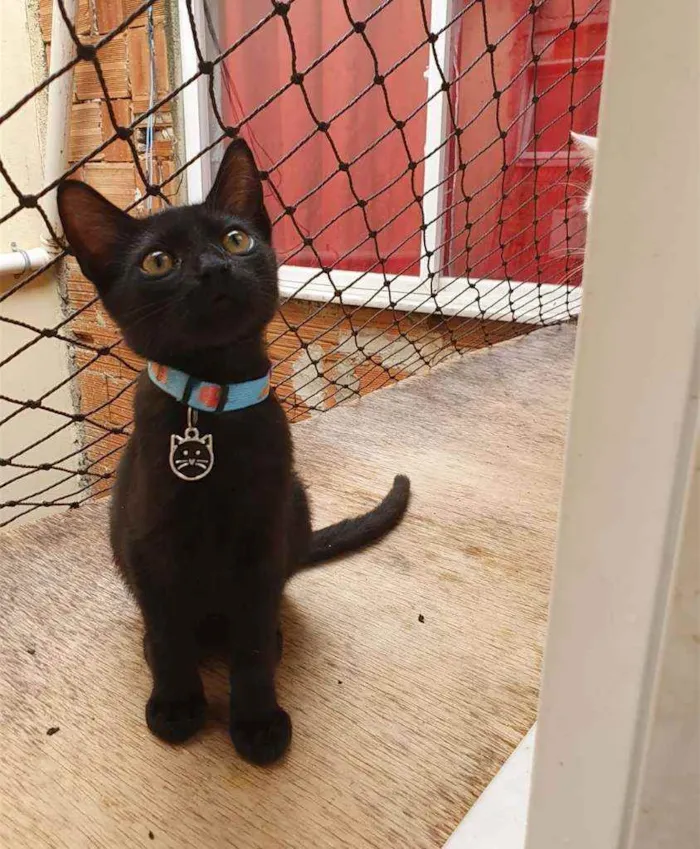 Gato ra a SRD idade 2 a 6 meses nome ...