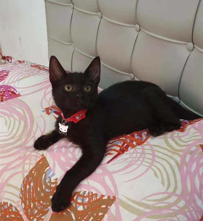 Gato ra a SRD idade 2 a 6 meses nome ...