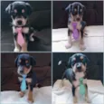 8 cãezinhos