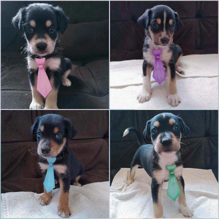 Cachorro raça Indefinida idade Abaixo de 2 meses nome 8 cãezinhos