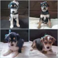 8 cãezinhos