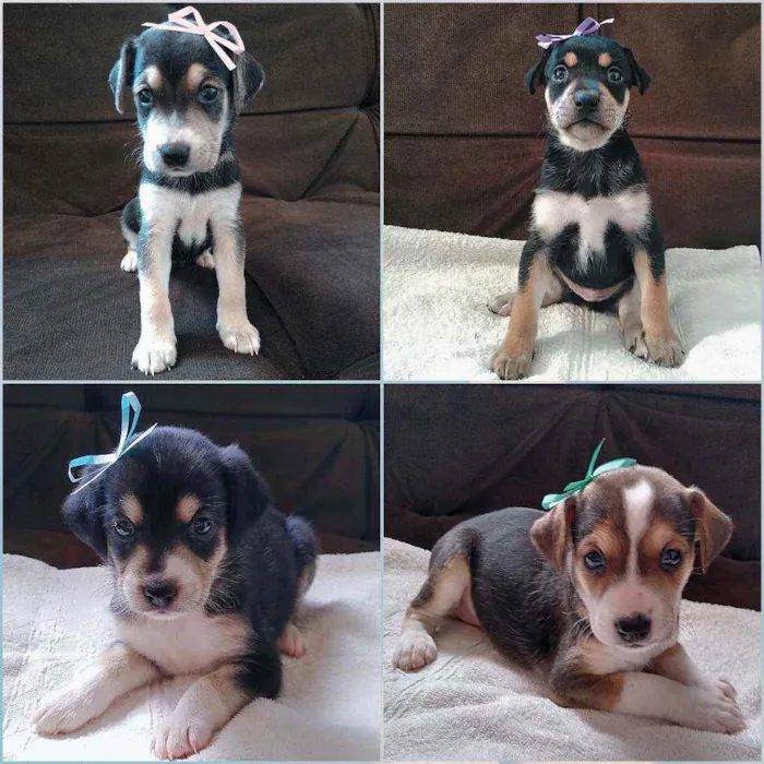 Cachorro raça Indefinida idade Abaixo de 2 meses nome 8 cãezinhos