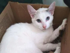 Gato raça srd idade 2 a 6 meses nome Crystal