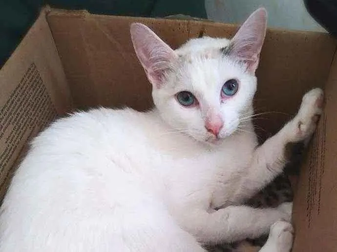 Gato raça srd idade 2 a 6 meses nome Crystal