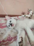 pimpinha