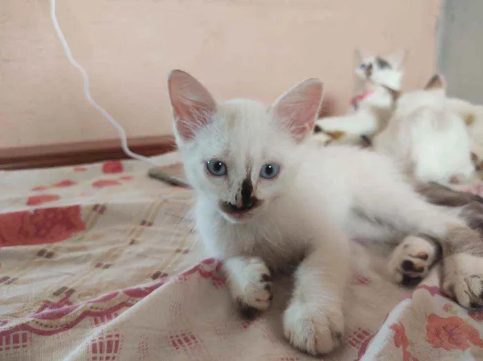 Gato ra a  idade 2 a 6 meses nome pimpinha