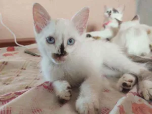 Gato raça  idade 2 a 6 meses nome pimpinha