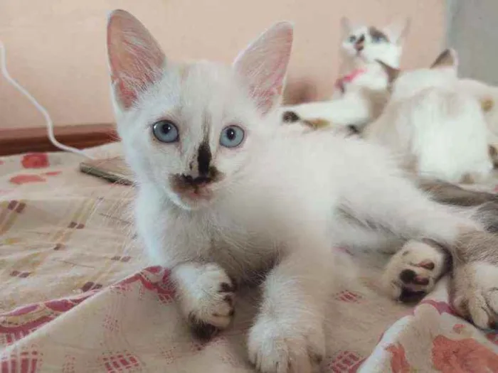 Gato ra a  idade 2 a 6 meses nome pimpinha