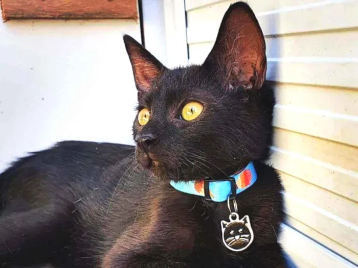 Gato ra a SRD idade 2 a 6 meses nome ...