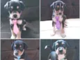 8 cãezinhos