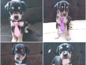Cachorro raça Indefinida idade Abaixo de 2 meses nome 8 cãezinhos