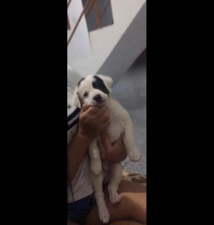 Cachorro ra a Vila lata idade Abaixo de 2 meses nome Zeus