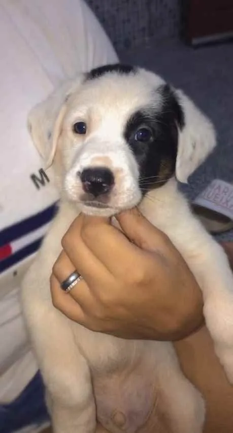 Cachorro ra a Vila lata idade Abaixo de 2 meses nome Zeus