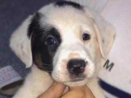 Cachorro ra a Vila lata idade Abaixo de 2 meses nome Zeus