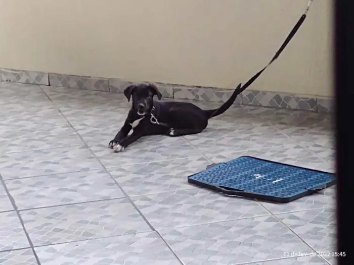 Cachorro ra a Vira lata misturado com labrad idade 2 a 6 meses nome Apollo 