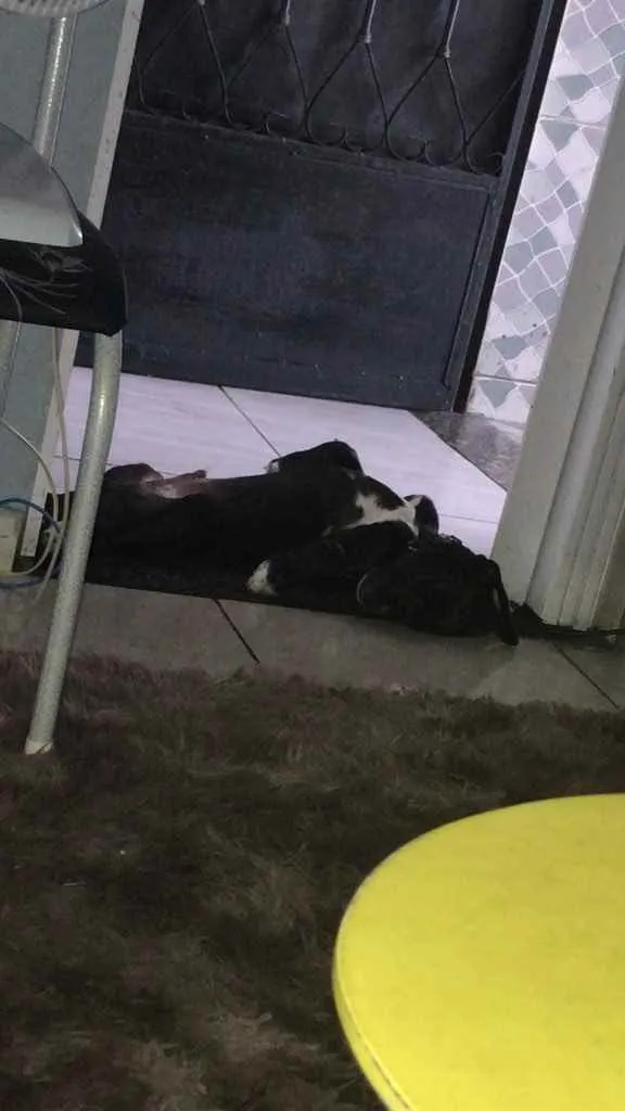 Cachorro ra a Vira lata misturado com labrad idade 2 a 6 meses nome Apollo 