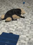 Apollo 
