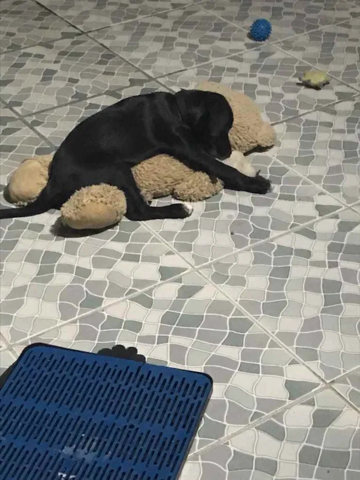 Cachorro ra a Vira lata misturado com labrad idade 2 a 6 meses nome Apollo 