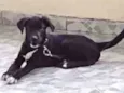 Apollo 