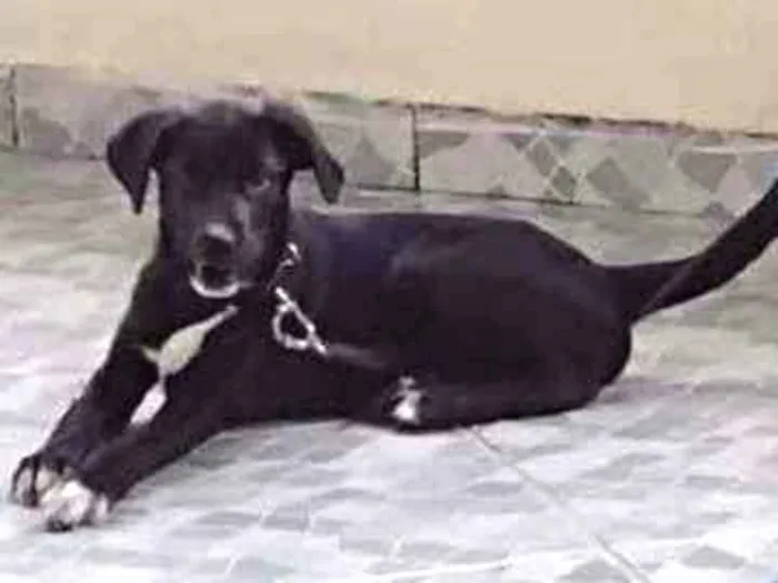 Cachorro ra a Vira lata misturado com labrad idade 2 a 6 meses nome Apollo 