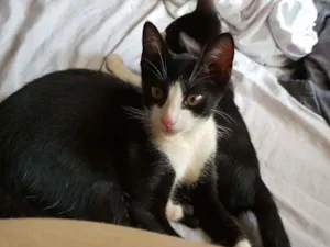 Gato raça Vira lata idade Abaixo de 2 meses nome Sem nome