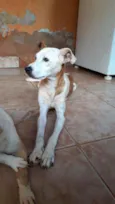 Juju