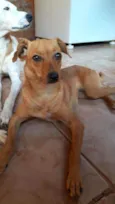 Teca