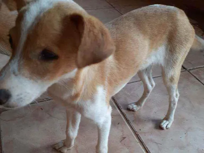 Cachorro ra a Vira-lata  idade 2 a 6 meses nome Alana