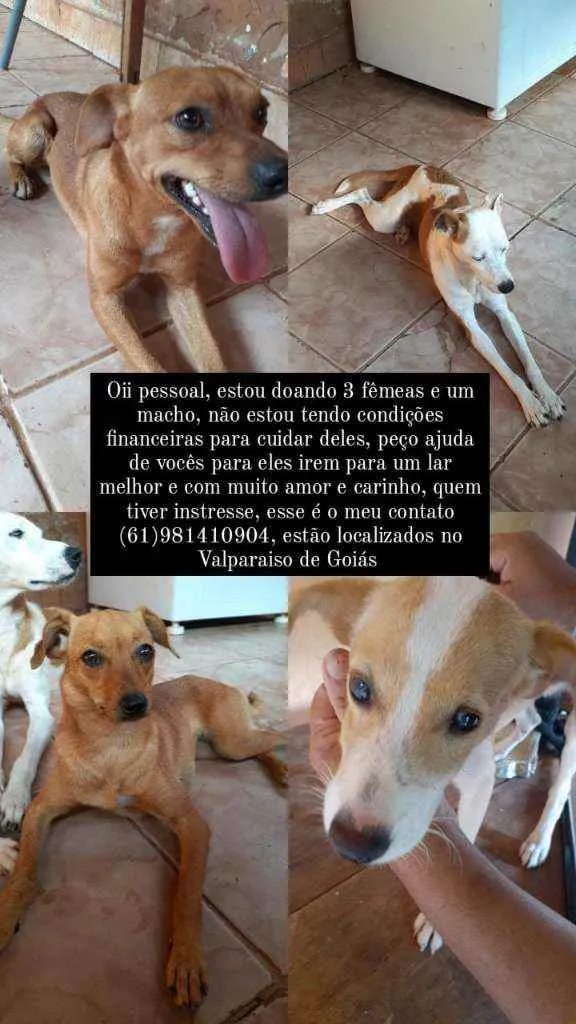 Cachorro ra a Vira-lata  idade 1 ano nome Tico 