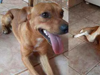 Cachorro ra a Vira-lata  idade 1 ano nome Tico 