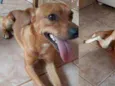 Tico