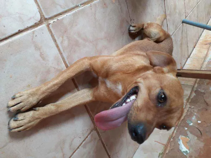 Cachorro ra a Vira-lata  idade 1 ano nome Tico 