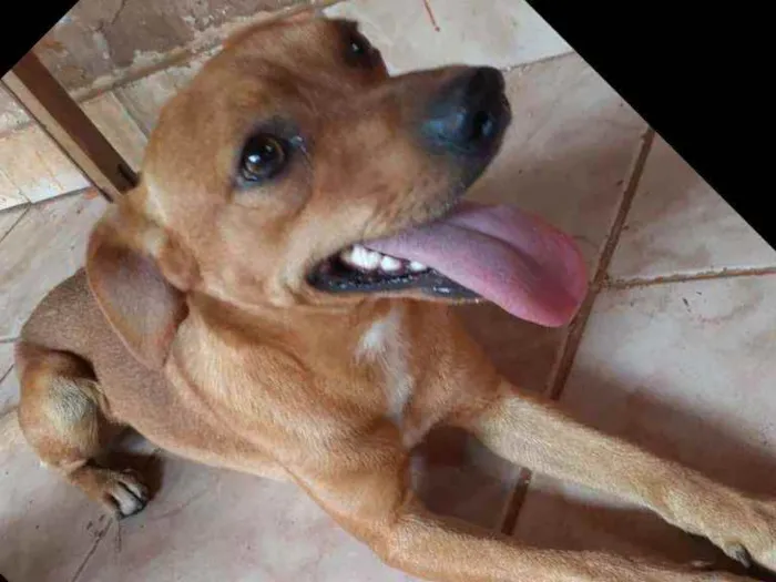 Cachorro ra a Vira-lata  idade 1 ano nome Tico 