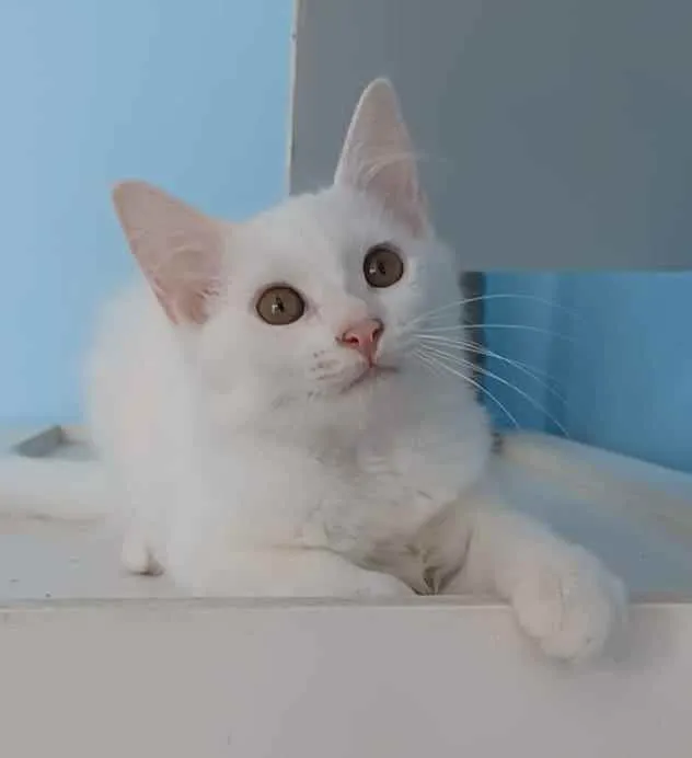 Gato ra a Srd idade 2 a 6 meses nome Nina 
