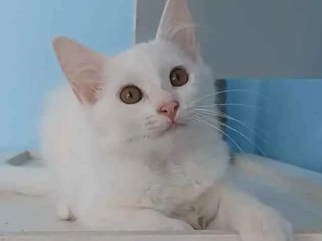 Gato ra a Srd idade 2 a 6 meses nome Nina 