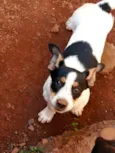 Belinha