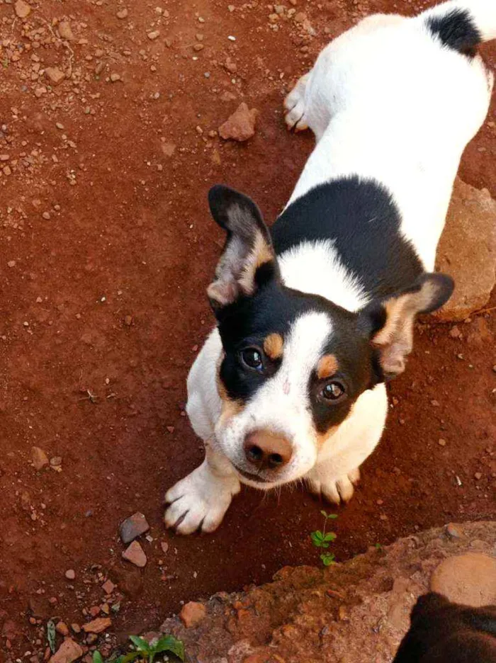 Cachorro raça  idade 2 a 6 meses nome Belinha