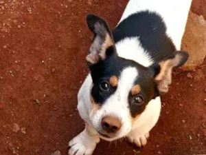 Cachorro raça  idade 2 a 6 meses nome Belinha