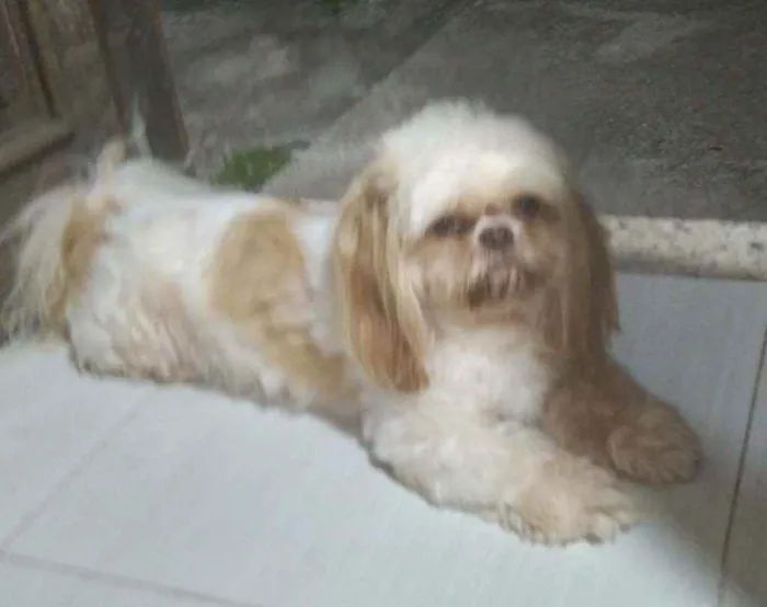 Cachorro ra a Shihtzu  idade 6 ou mais anos nome Barbie