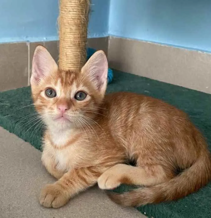 Gato ra a Srd idade 2 a 6 meses nome Nemo